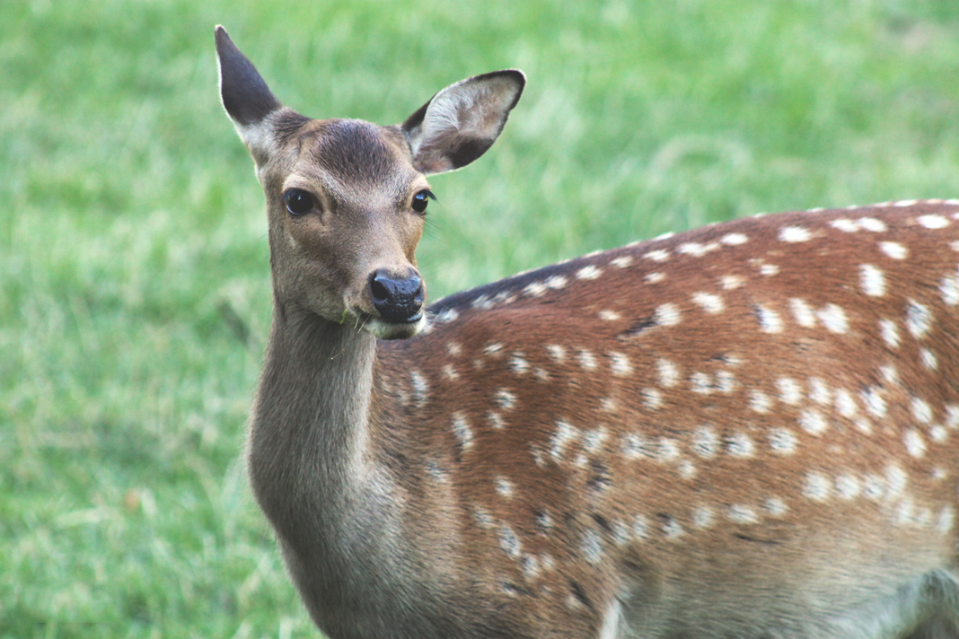 deer-park-aarhus-curro-carrasco-travels-blog