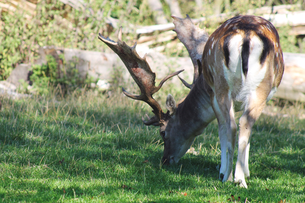 deer-park-aarhus-curro-carrasco-travels-blog