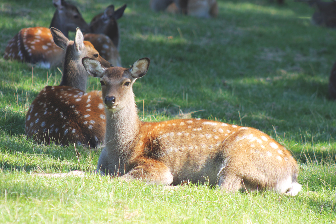 deer-park-aarhus-curro-carrasco-travels-blog