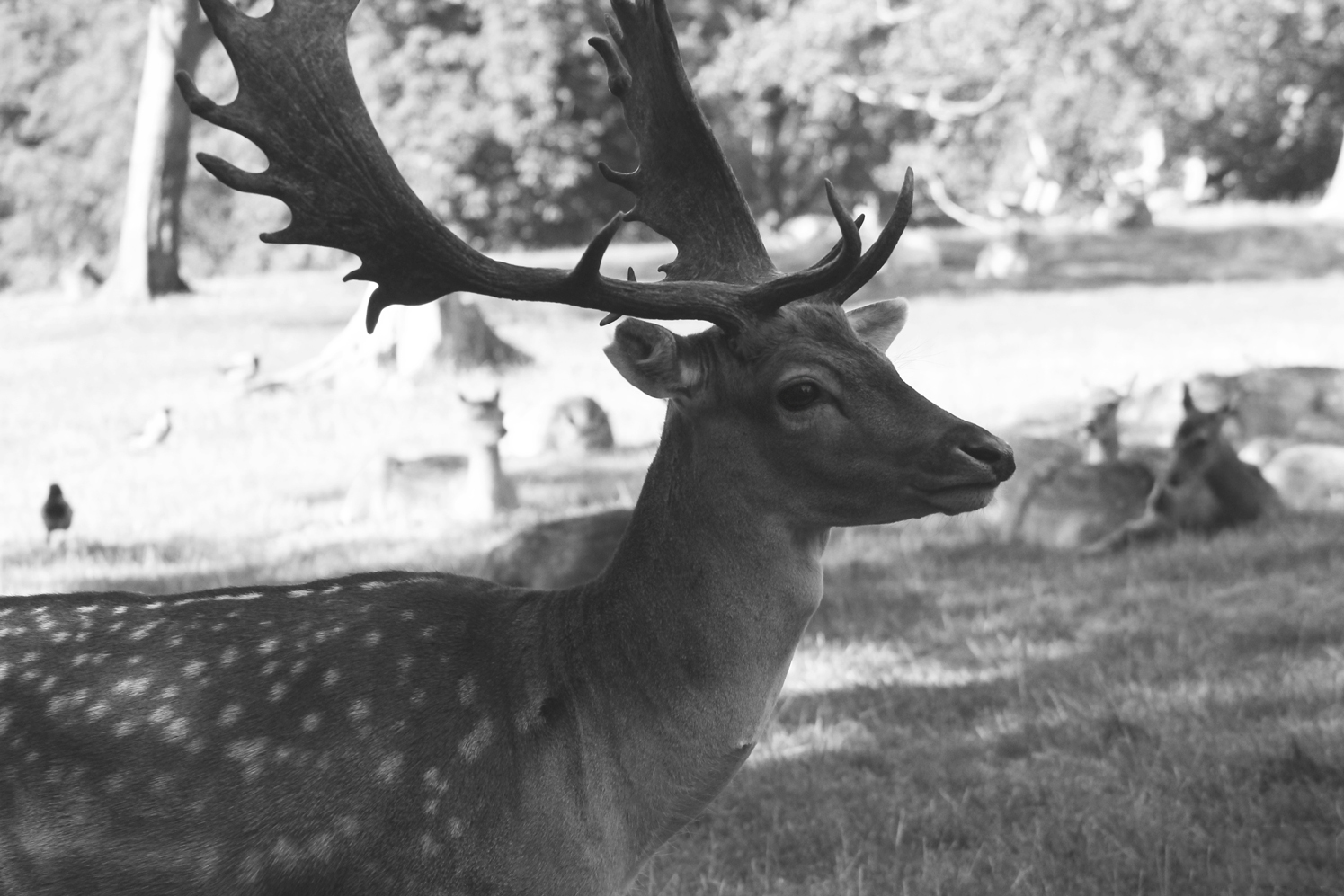 deer-park-aarhus-curro-carrasco-travels-blog