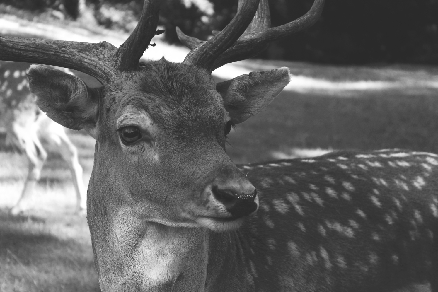 deer-park-aarhus-curro-carrasco-travels-blog