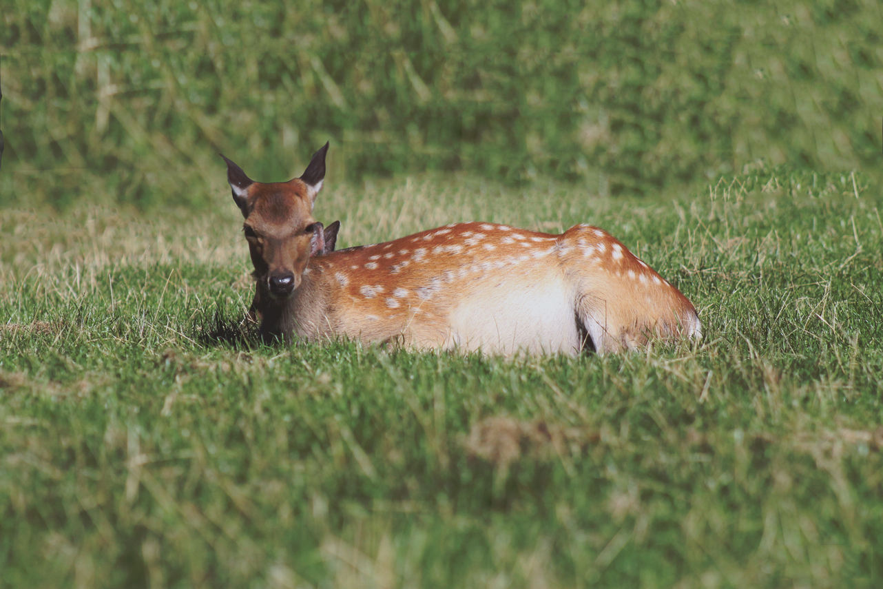 deer-park-aarhus-curro-carrasco-travels-blog